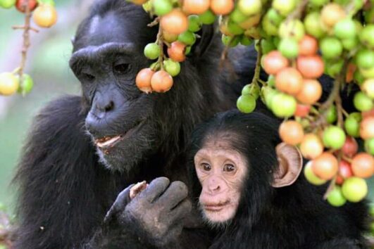 chimps feeding
