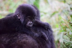 mountain-gorilla